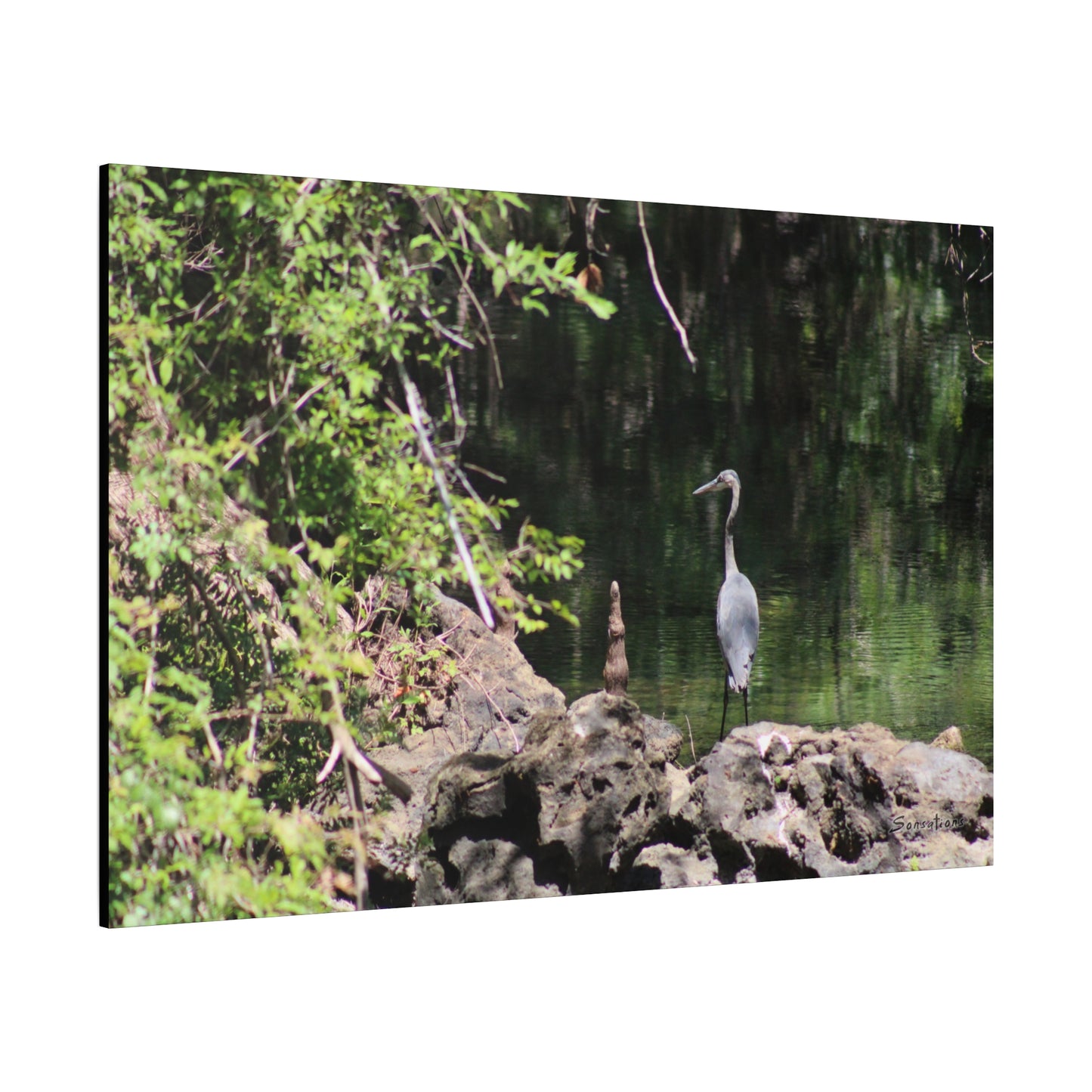 Anhinga bird canvas art featuring a graceful bird near a serene water scene