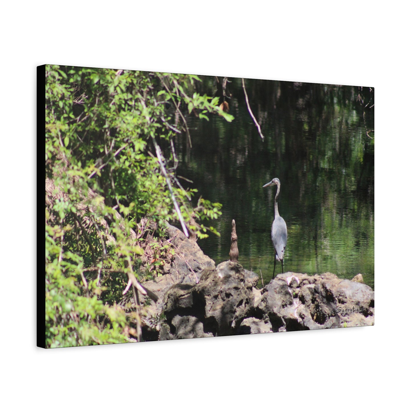 Anhinga bird canvas art featuring a heron by a serene water landscape surrounded by greenery