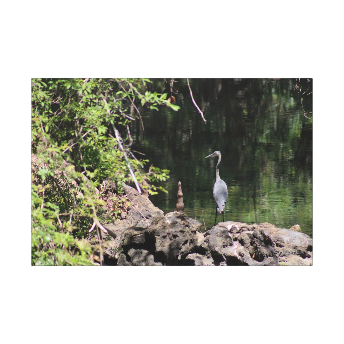 Anhinga bird canvas art featuring a graceful bird standing by a serene waterway.