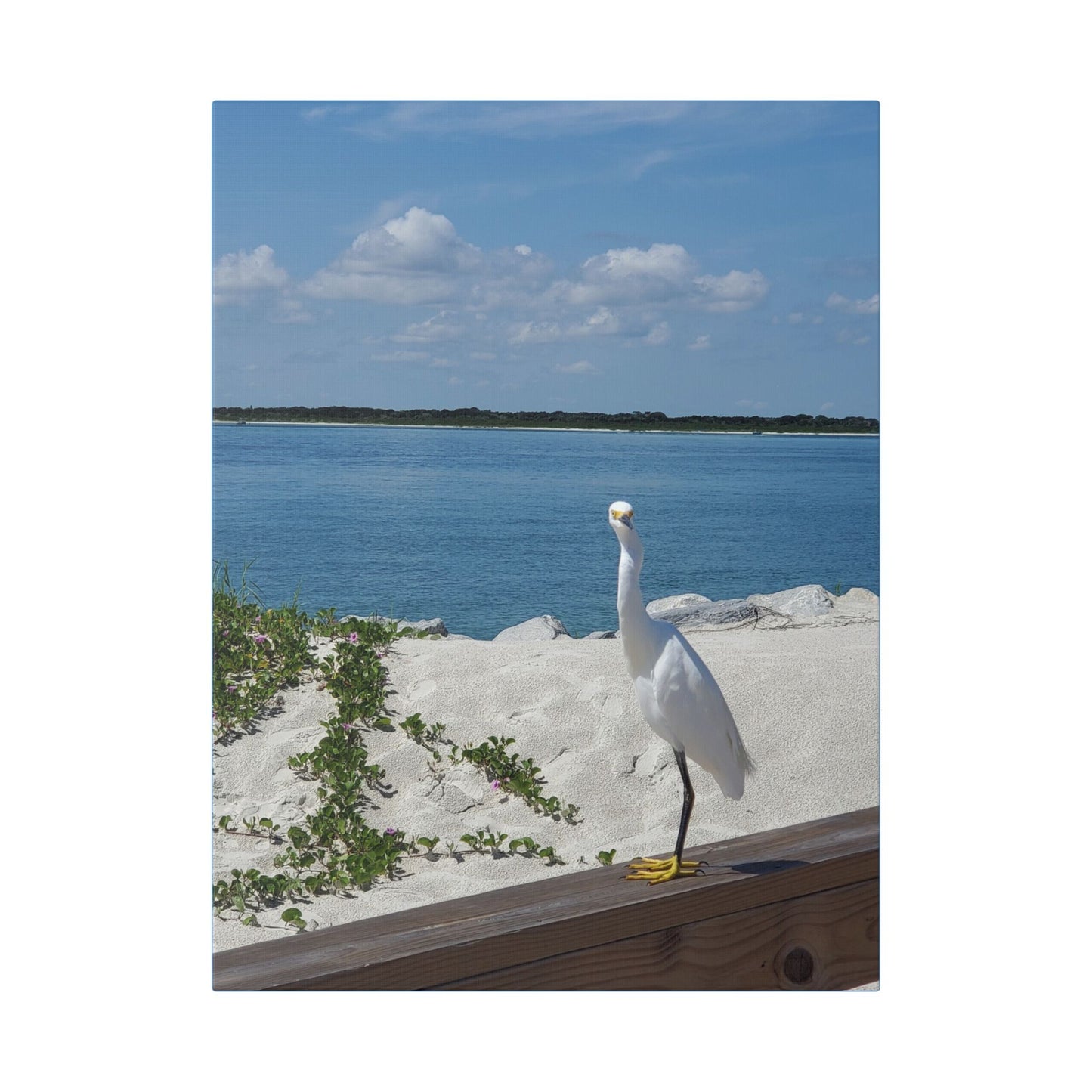 White Bird Looking - Classic Stretched Canvas