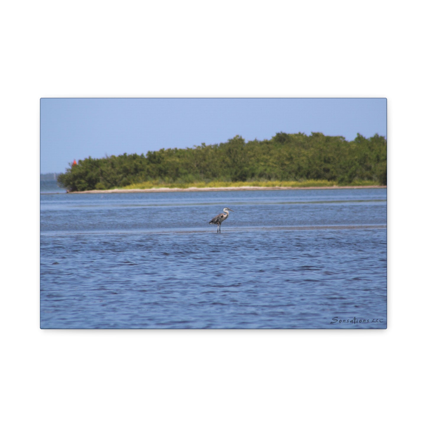 Great Blue Heron  - Matte Canvas, Stretched, 1.25"