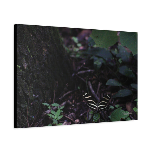 Butterfly Dark - Matte Canvas, Stretched, 1.25"