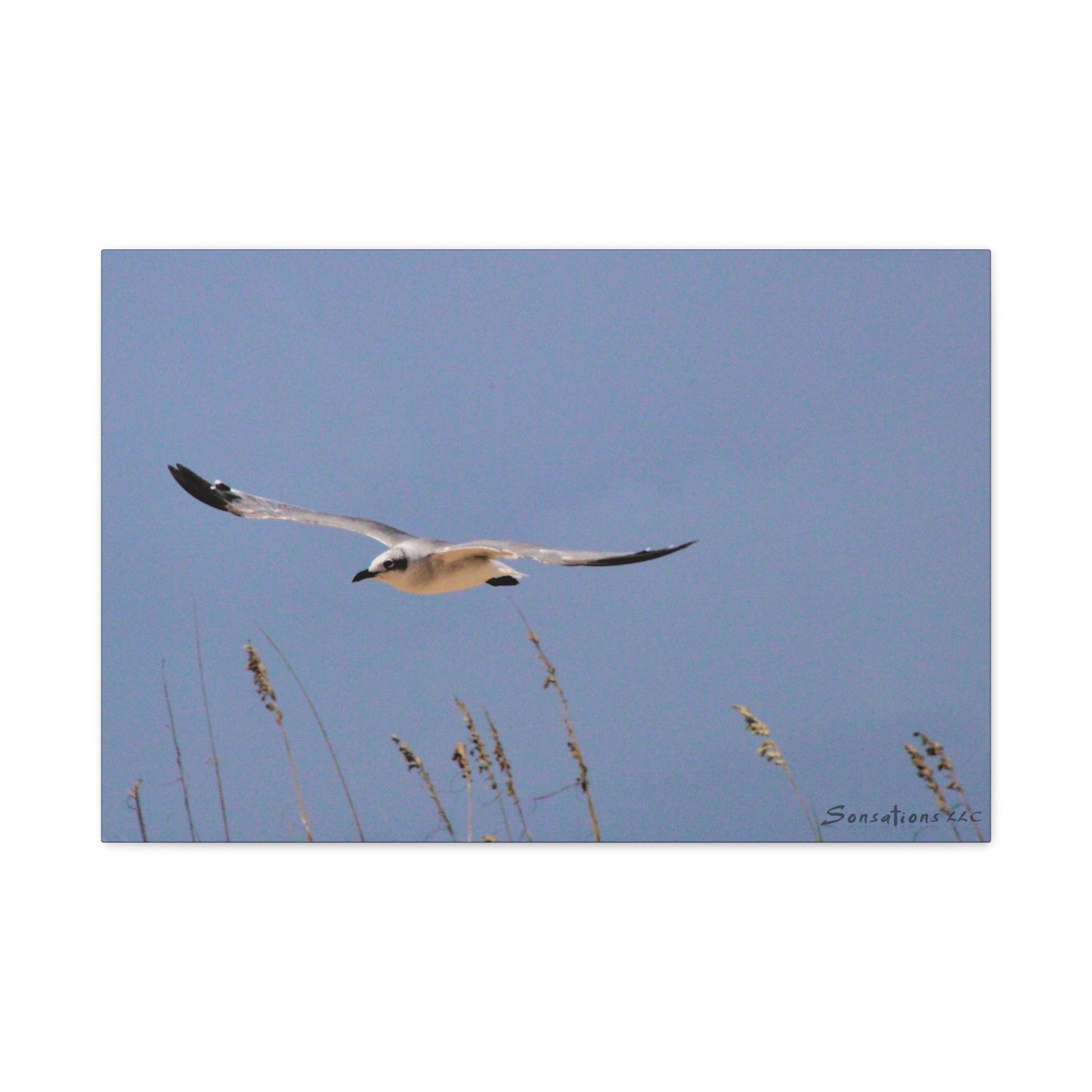 Seagull in flight - Matte Canvas, Stretched, 1.25"