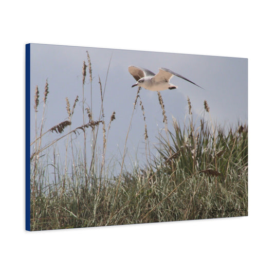 Seagull Over Dune - Matte Canvas, Stretched, 1.25"