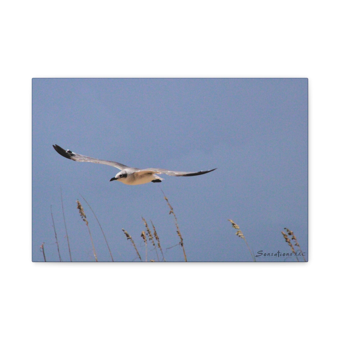 Seagull in flight - Matte Canvas, Stretched, 1.25"