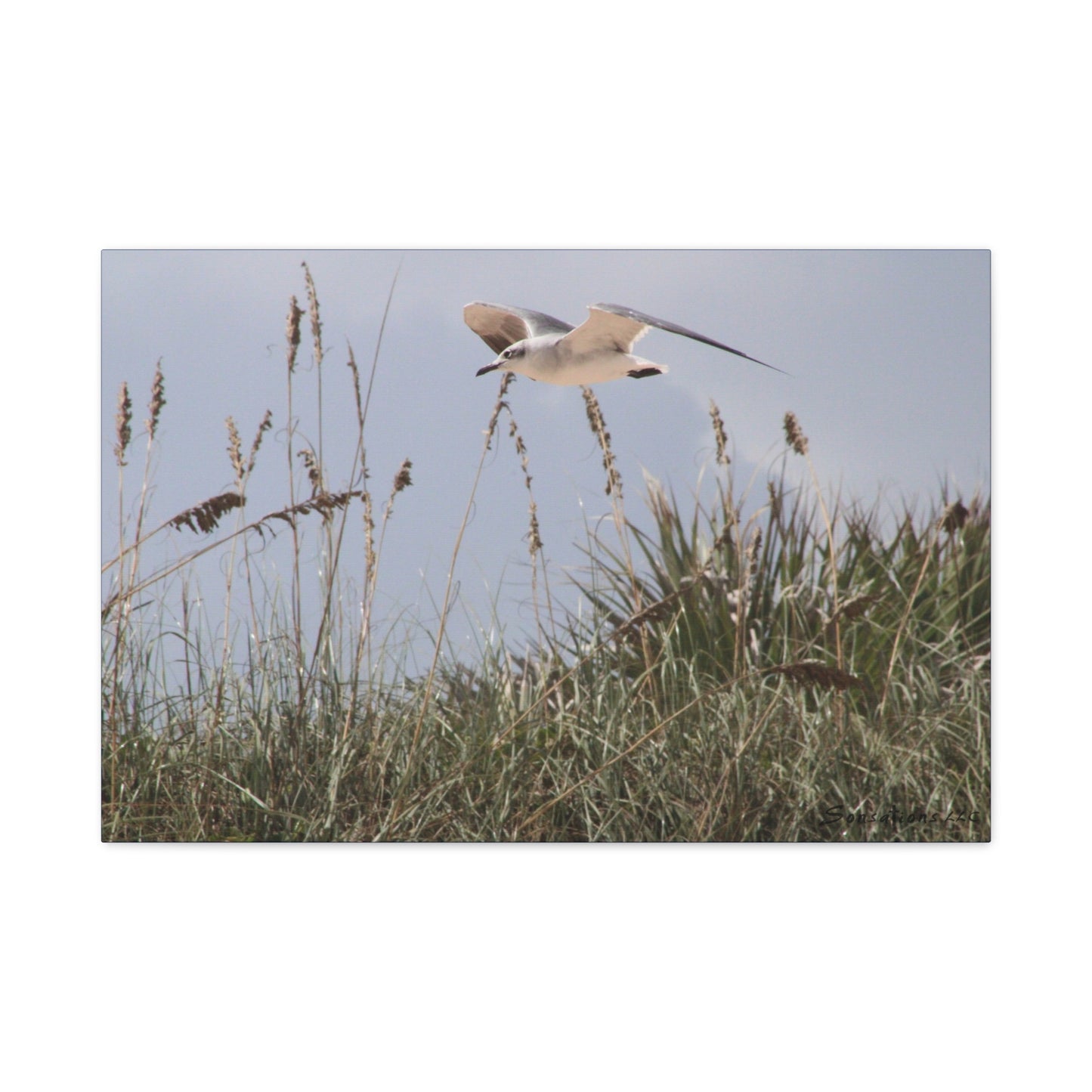 Seagull Over Dune - Matte Canvas, Stretched, 1.25"