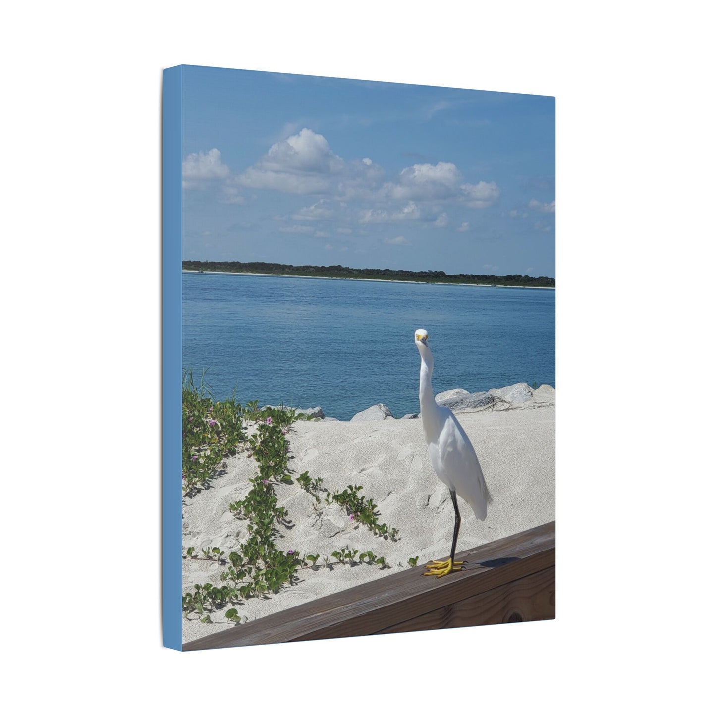 White Bird Looking - Classic Stretched Canvas