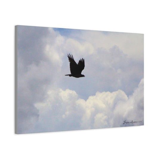 Osprey in Flight - Matte Canvas, Stretched, 1.25"