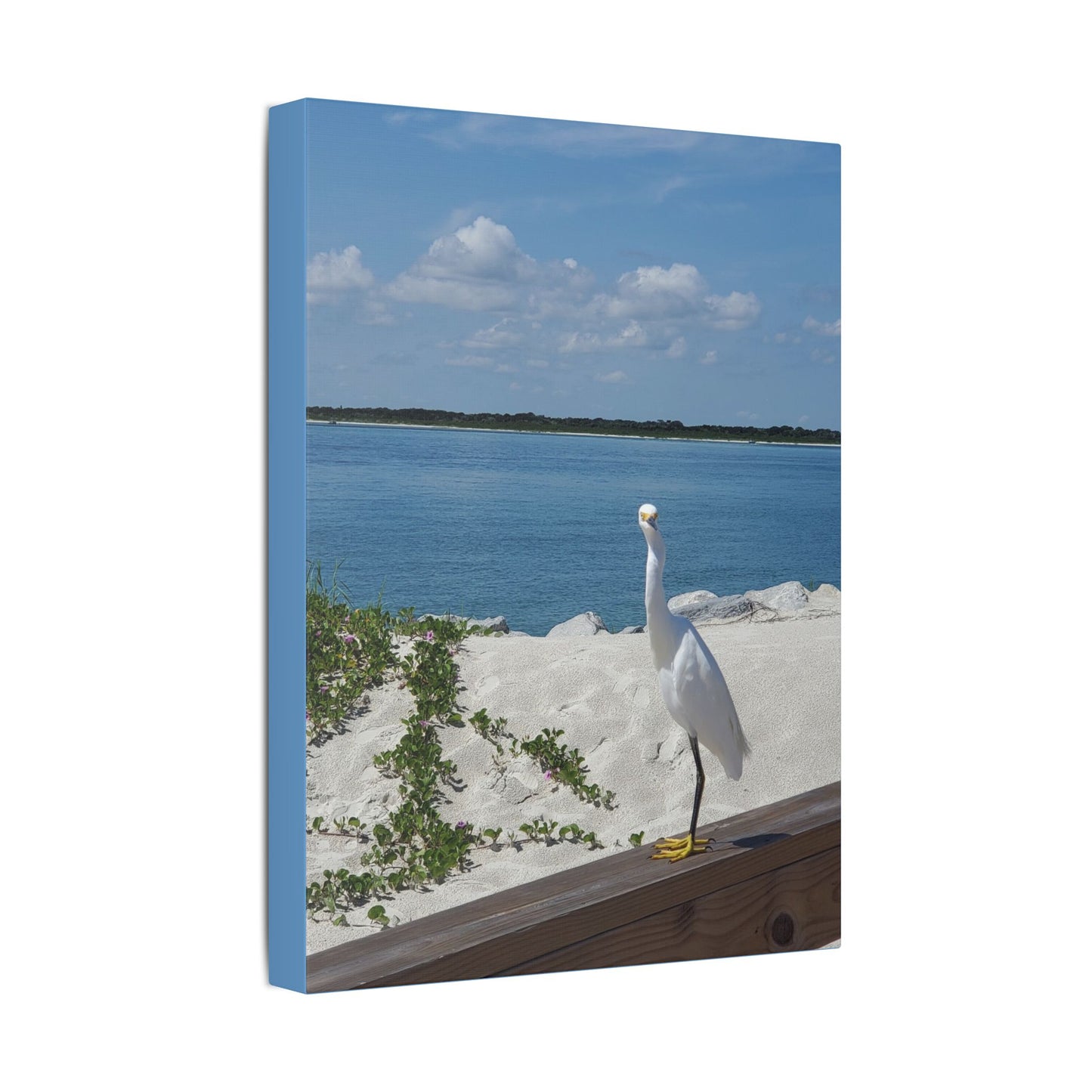 White Bird Looking - Classic Stretched Canvas