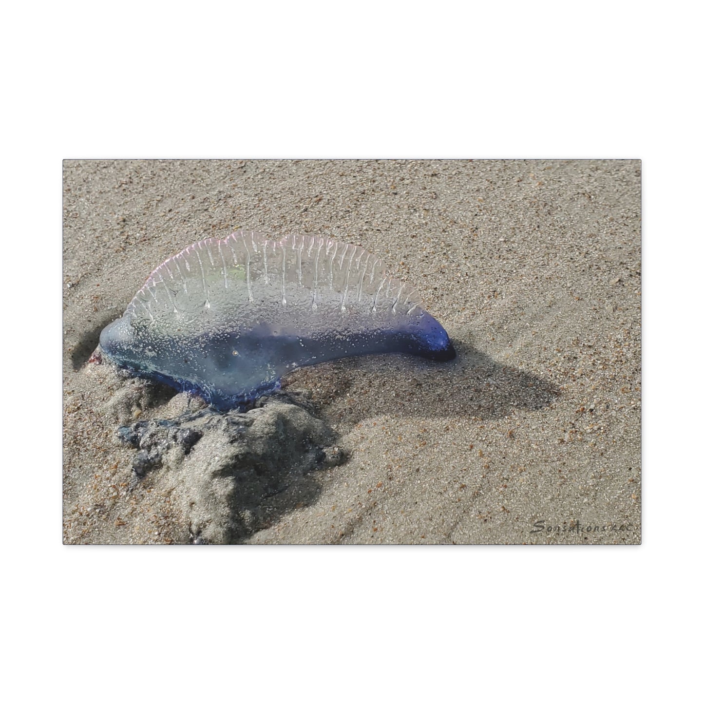 Man O' War Dolphin - Canvas Gallery Wraps