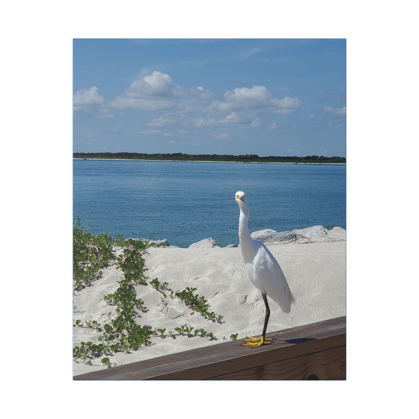 White Bird Looking - Classic Stretched Canvas