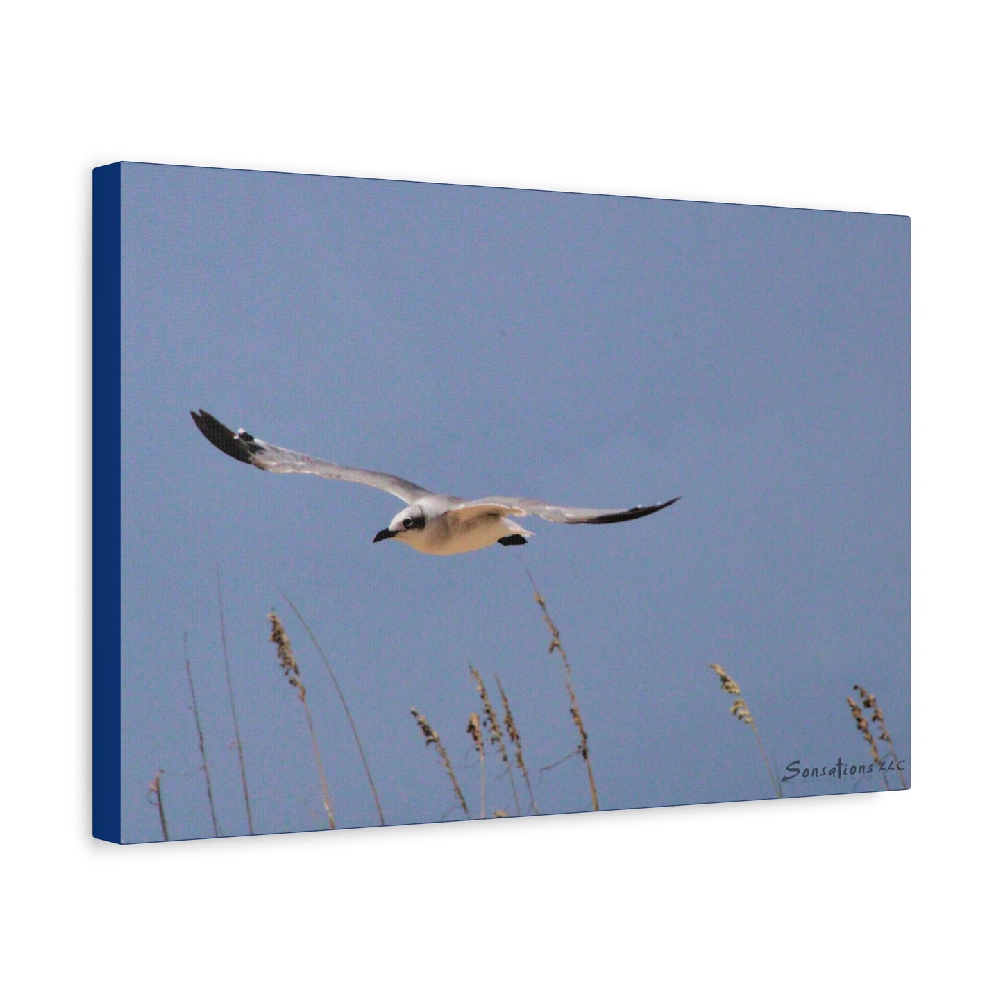 Seagull in flight - Matte Canvas, Stretched, 1.25"