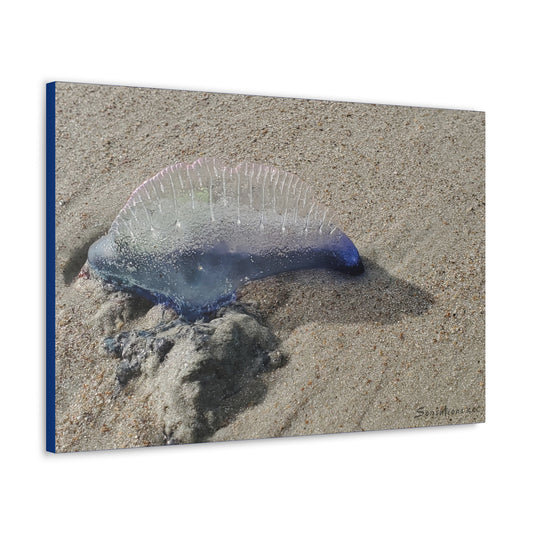 Man O' War Dolphin - Canvas Gallery Wraps