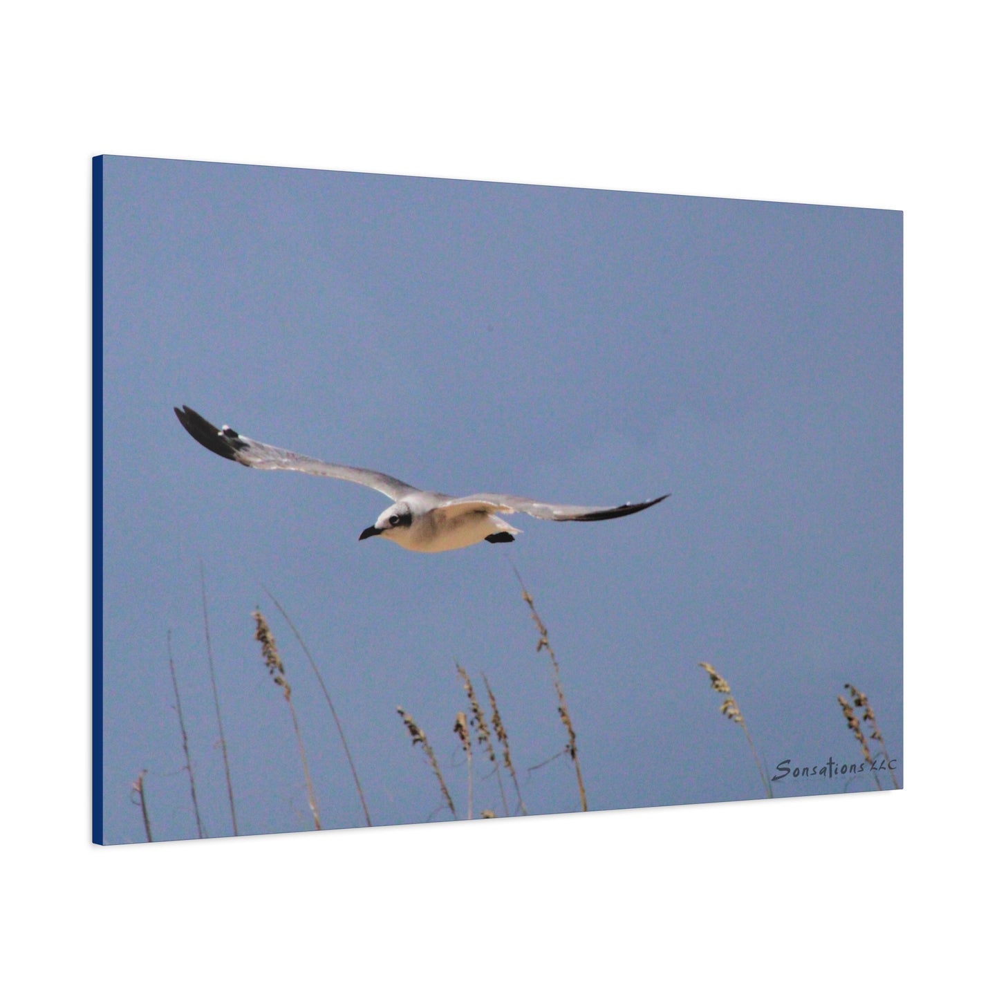 Seagull in flight - Matte Canvas, Stretched, 1.25"