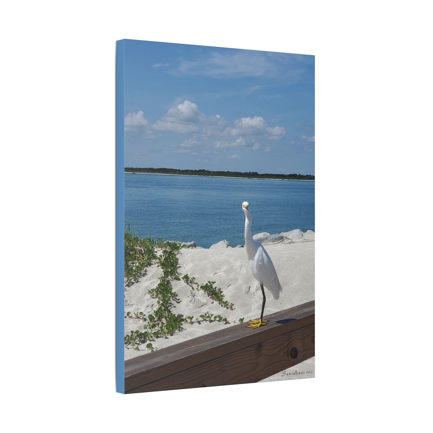 White Bird Looking - Classic Stretched Canvas