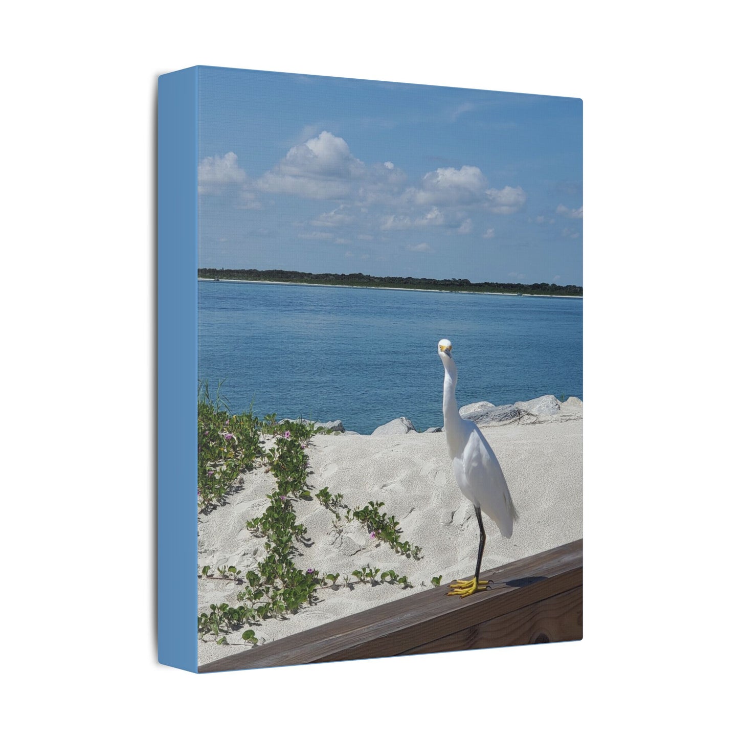 White Bird Looking - Classic Stretched Canvas