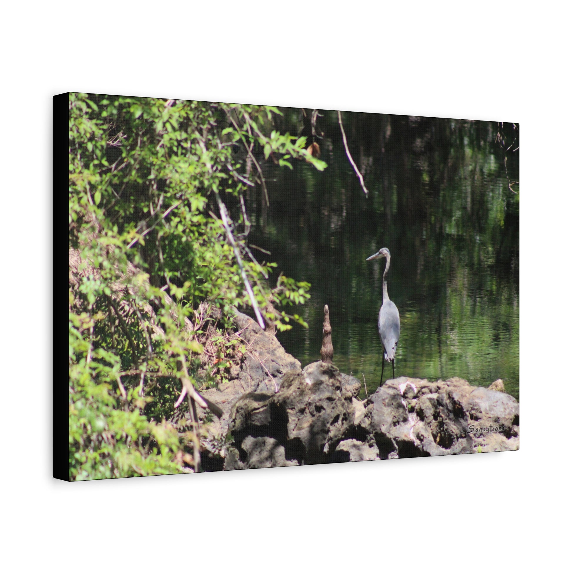 Anhinga bird canvas art showcasing a serene river scene with lush greenery